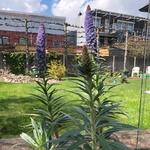 Echium webbii  - Slangenkruid