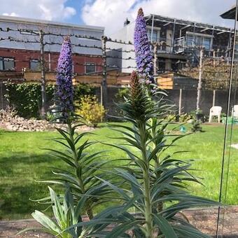 Echium webbii