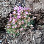 Armeria juniperifolia 'Drake's Deep Form' - Engels gras