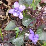 Viola riviniana 'Purpurea' - Bosviooltje