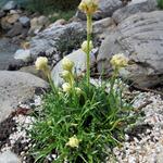 Armeria maritima 'Armada White' - Engels gras