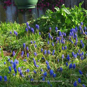 Muscari botryoides