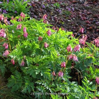 Dicentra formosa