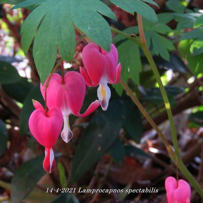 Gebroken hartje - Lamprocapnos spectabilis