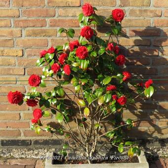 Camellia japonica 'Fircone'