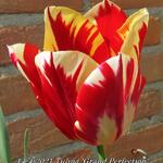 Tulipa 'Grand Perfection' - Tulp