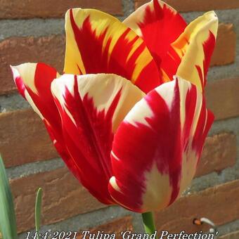 Tulipa 'Grand Perfection'