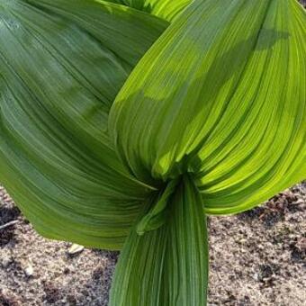 Veratrum maackii var. japonicum