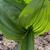 Veratrum maackii var. japonicum