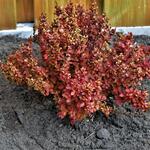 Berberis thunbergii 'Lutin Rouge' - Zuurbes