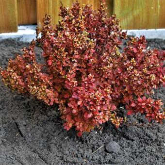 Berberis thunbergii 'Lutin Rouge'