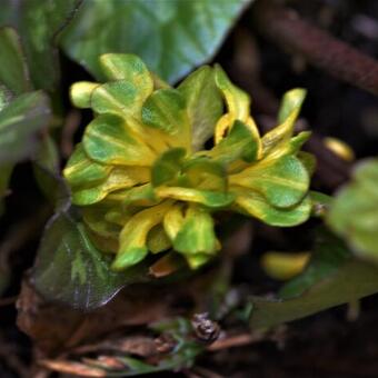 Ficaria verna 'Green Petal'