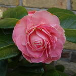 Camellia japonica 'Nuccio's Cameo' - Camelia