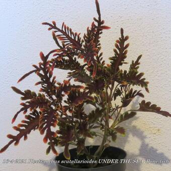 Plectranthus scutellarioides UNDER THE SEA 'Bone fish'