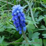 Muscari armeniacum 'Peppermint' - Blauw druifje