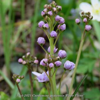 Cardamine pratensis 'Flore Pleno'