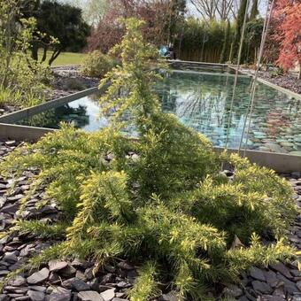 Cedrus deodara 'Golden Horizon'