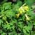 Corydalis lutea