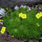 Draba densifolia - Geel hongerbloempje