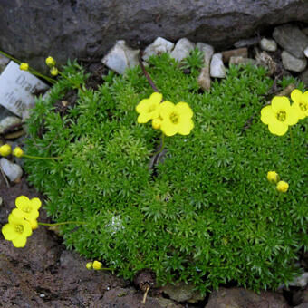 Draba densifolia