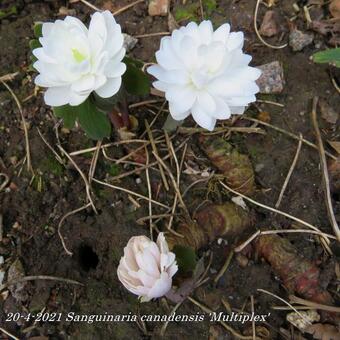 Sanguinaria canadensis 'Multiplex'