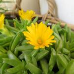 Delosperma congestum 'Yellow' - IJsbloem