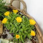 Delosperma congestum 'Yellow' - IJsbloem