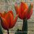 Tulipa 'Prinses Irene'