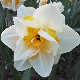 Narcissus 'Replete'