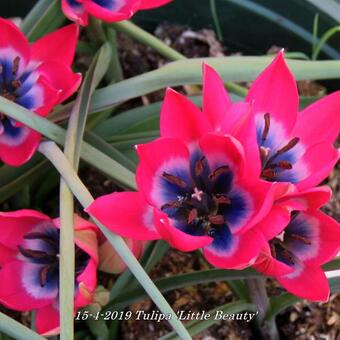 Tulipa 'Little Beauty'