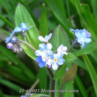 Myosotis sylvatica