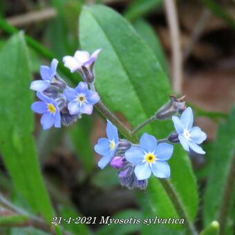 Myosotis sylvatica