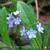 Myosotis sylvatica