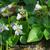 Viola sororia 'Freckles'