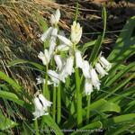 Hyacinthoides hispanica 'Alba' - Wilde hyacint, Boshyacint