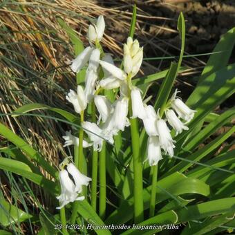 Hyacinthoides hispanica 'Alba'