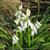 Hyacinthoides hispanica 'Alba'