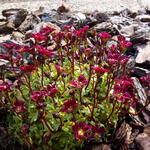 Saxifraga x arendsii 'ROCKIES Red' - Steenbreek