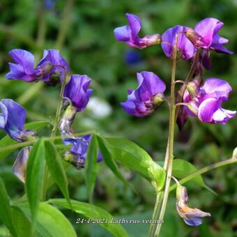 Lathyrus vernus