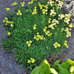 Erysimum 'Jubilee Gold' - Steenraket