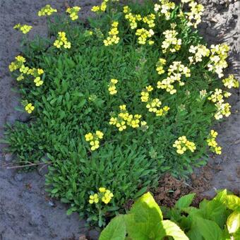 Erysimum 'Jubilee Gold'