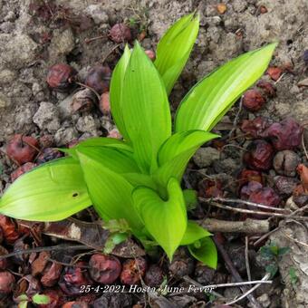 Hosta 'June Fever'