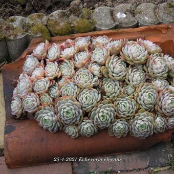 Echeveria elegans