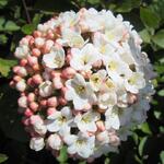 Viburnum carlesii - Koreaanse sneeuwbal