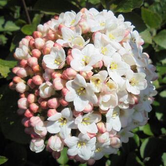 Viburnum carlesii