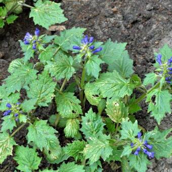 Ajuga incisa 'Blue Enigma'