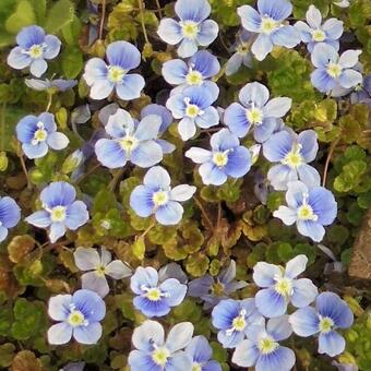 Veronica filiformis