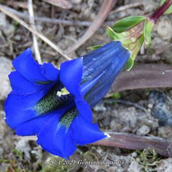 Gentiana acaulis