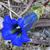 Gentiana acaulis