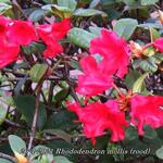 Rhododendron mollis (rood) - Tuinazalea - Rhododendron mollis (rood)